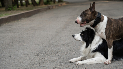 Two dogs are hugging on a walk. Border collie and bull terrier. 