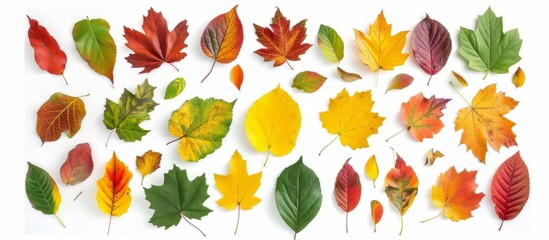 Aesthetic Collection of Colorful Autumn Leaves for Seasonal Design Inspiration and Nature Backgrounds