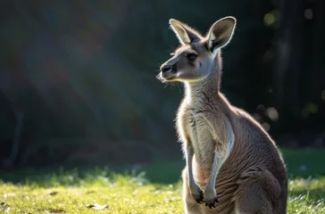 Fotobehang A majestic red kangaroo gazes confidently from the grassy field, embodying the wild spirit of this iconic australian marsupial © Dacha AI
