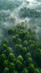 Obraz premium Foggy forest, Foggy forest background, for social networks 