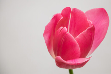 Tulip flower close up. Growing tulips at home.