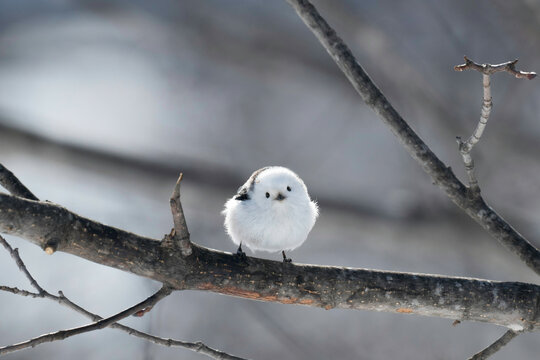 雪の妖精シマエナガ