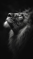 close up of a lion black and white