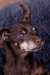 Old senior brown pinscher male with cataracts