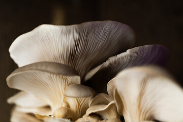 mushrooms on black oyster mushrooms