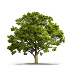 tree isolated on white background