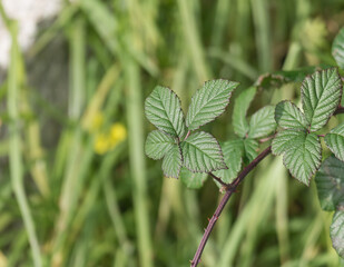 Sunlit blackberry plant leaves Rubus fruticosus close up outdoors