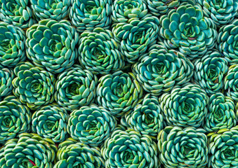 Succulent plant. Close up of succulents. Succulent plant background. Overhead view of succulent...