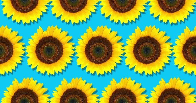 Sunflower seamless pattern. Bright yellow sunflowers on blue background. Floral pattern loop animation. Top view, flat lay