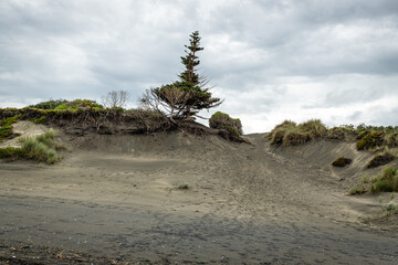 Erosion and Slumping on Black Sand Dunes at Murawai Beach, caused by human activity and climate...