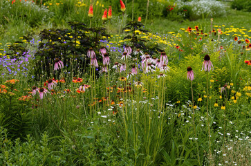 A xeriscape garden with a wide variety of hardy, drought tolerant plants, including Echinacea,...