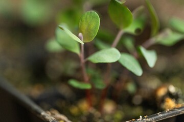 Eucalyptus seedlings