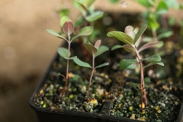 eucalyptus seedlings in black pots macro