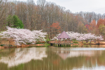 Obraz premium Cherry blossom at Meadowlark Botanical Gardens. Pavillion over the pond