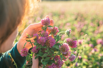 Woman picking clover in field. Womans face and red clover flowers in the rays of the sun in a...