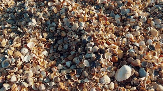 Sunset on the beach in Golubitskaya. Shell beach. Seashells are gifts of the sea. The shell coast of the Sea of Azov. The amazing light of nature. The background of the natural environment. 4K