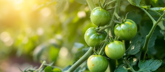 Fototapeta premium Lush, Fresh Green Tomatoes Ripening and Growing on Healthy Vine in Organic Garden