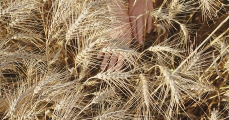 Harmony with the Harvest: Hands Amongst the Wheat