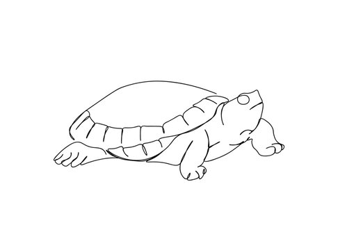 Turtle Single Line Drawing Ai, EPS, SVG, PNG, JPG zip file