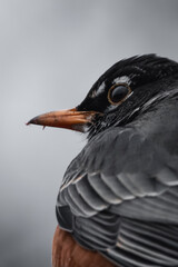 close up of robin bird