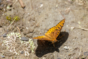 Atlantis Fritillary, Speyeria atlantis, Greater Fritillary butterfly on sand