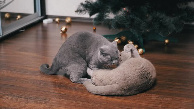 Two Strong Big Fluffy Grey Domestic Cats are Fighting on Floor in the Room. Battle of purebred British cats indoors against the background of a Christmas tree. Cats bite, attack. Slow motion. 2025.