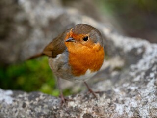 Robin Perched on a Rock