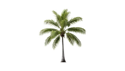 palm tree isolated on white background. PNG