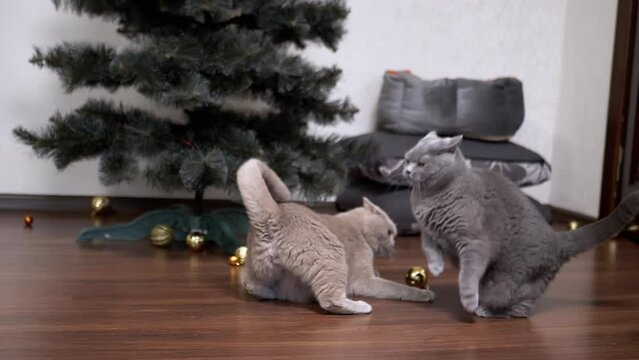 Two Strong Big Fluffy Grey Domestic Cats are Fighting on Floor in the Room. Battle of purebred British cats indoors against the background of a Christmas tree. Cats bite, attack. Slow motion. 2025.
