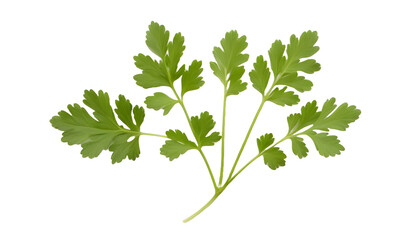 Parsley herb coriander leaf PNG