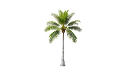 palm tree isolated on white background 