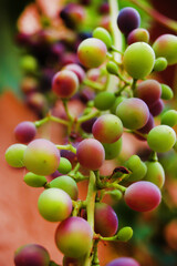 Ripening Grape Clusters on the Vine