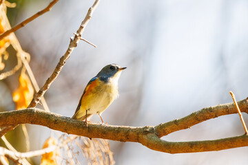 幸せの青い鳥、可愛いルリビタキ（ヒタキ科）。

日本国東京都文京区、小石川植物園にて。
2024年2月10日撮影。

A happy blue bird, the lovely Red-flanked Bluetail (Tarsiger cyanurus, family comprising flycatchers).

At Koishikawa botanical garden, Bunky
