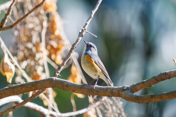 幸せの青い鳥、可愛いルリビタキ（ヒタキ科）。

日本国東京都文京区、小石川植物園にて。
2024年2月10日撮影。

A happy blue bird, the lovely Red-flanked Bluetail (Tarsiger cyanurus, family comprising flycatchers).

At Koishikawa botanical garden, Bunky