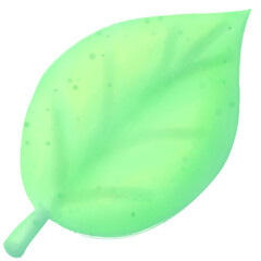 green leaf on white background