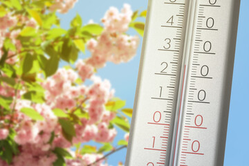 Thermometer and blossoming sakura tree outdoors. Temperature in spring