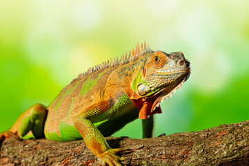 a colorful iguana on tree branch