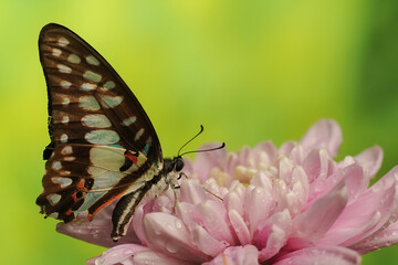 A Colorful Butterfly Graphium Doson