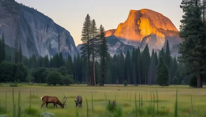 Papier Peint photo Half Dome As the sun sets, casting a golden glow on Half Dome, deer graze peacefully in a lush meadow of Yosemite Valley