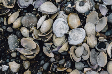 a pile of shells on a rocky Pacific Northwest beach