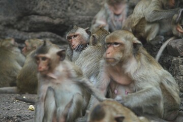 Adult monkeys at ancient ruins from Thailand