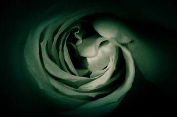 Grafitowa róża © Pawel Filusz