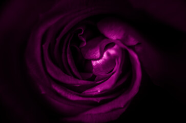 Fioletowa róża © Pawel Filusz