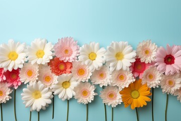 Colorful array of daisy on blue background with copy space