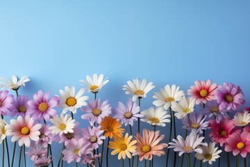 Colorful array of daisy on pastel background with copy space