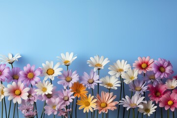 Fototapeta premium Colorful array of daisy on pastel background with copy space