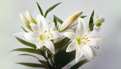 Fototapeta na wymiar White lily flowers on light background; perfect for postcard or wallpaper