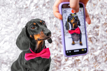 The owner hand takes photograph of dachshund dog in red bow tie on mobile phone, puppy obediently poses at a photo shoot, looks carefully at the camera, there is a screenshot of frame on smartphone