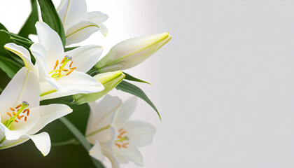 Fototapeta na wymiar white lily flowers banner. White lily flower on white background. Floral wedding card, celebration, invitation, farewell greeting, condolence.