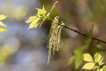 Boxelder maple blossom